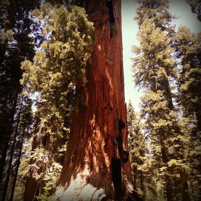 Hercules, fenomenologia di una sequoia