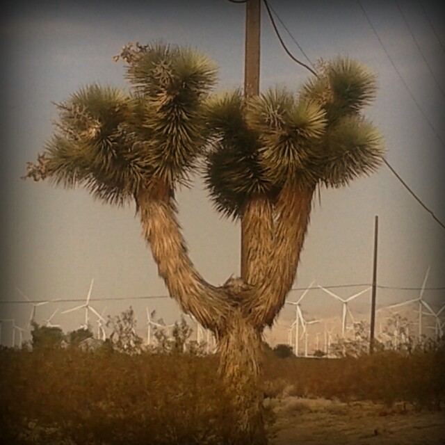 I Joshua Trees e la citta’ della Pala&nbsp;Eolica