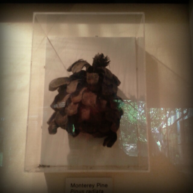 Gli alberi in California prima dell’ultima glaciazione