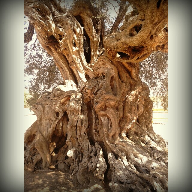 Ritorno a Sa&nbsp;Reina