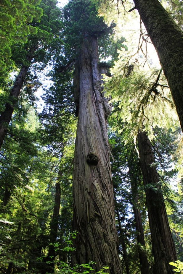 arcogiant_fratus_2013_redux