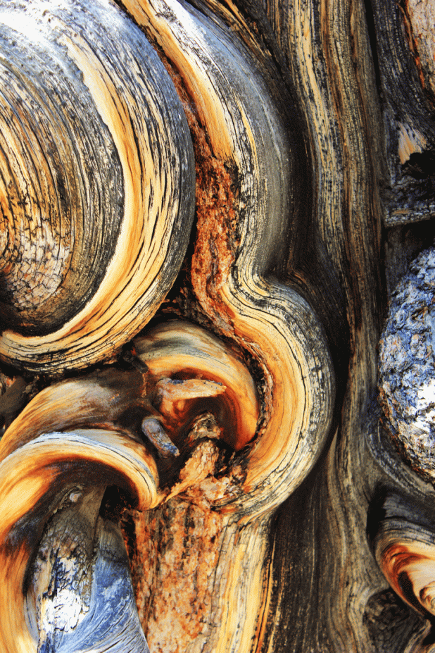 bristleconepinecolors_fratus_2013