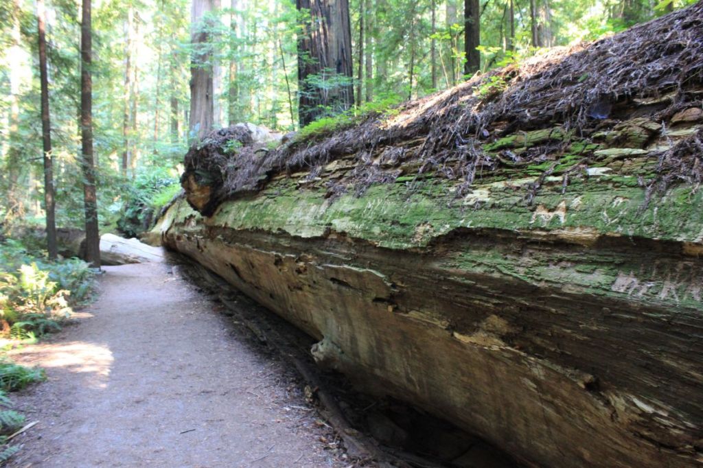 Lungo la Avenue of the&nbsp;Giants