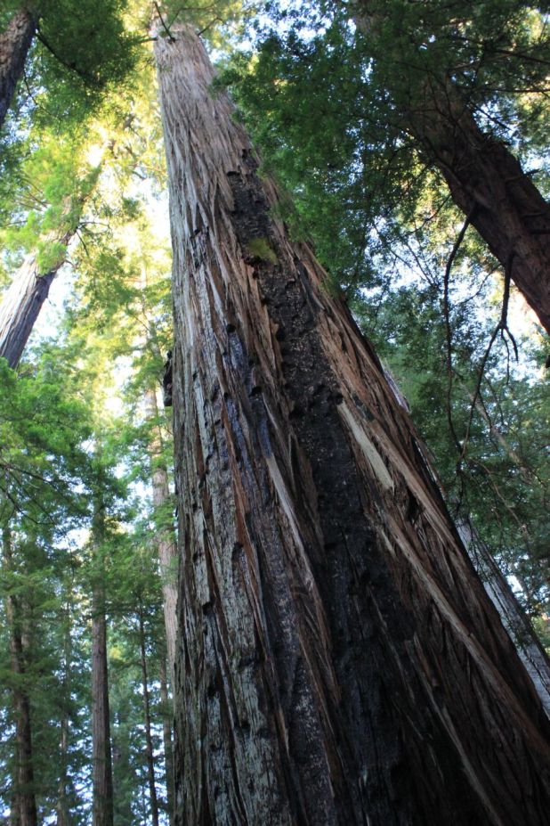 gianttree_rockfellerforest_fratus_2013_redux