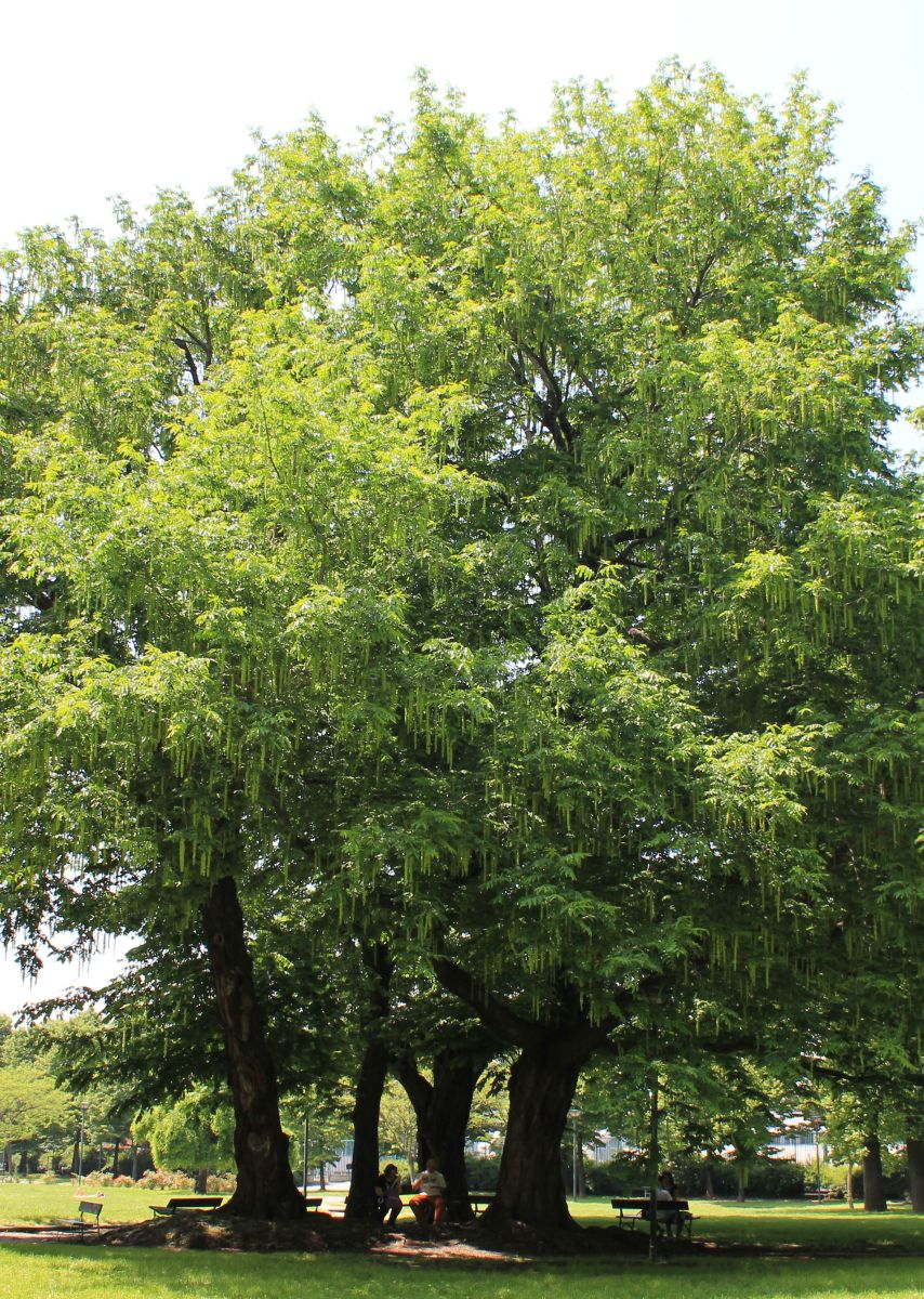 Domenica 25 agosto passeggiata al Parco Ruffini