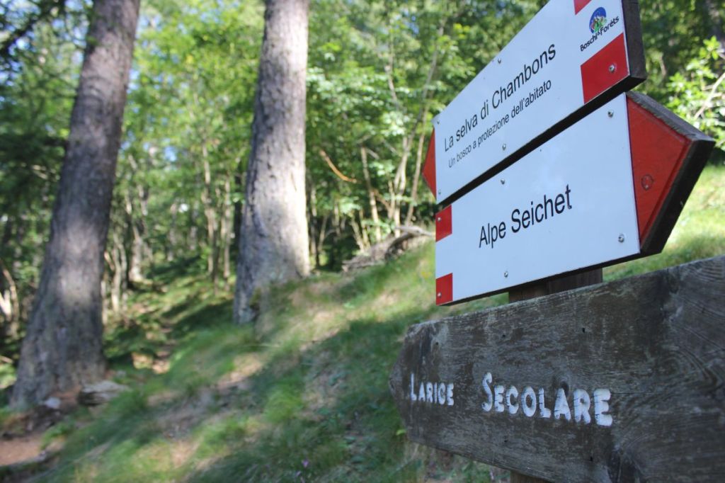 Fra i larici della Selva di&nbsp;Chambons