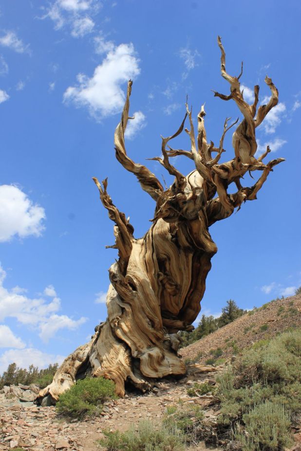 bristlecone_fratus_2013