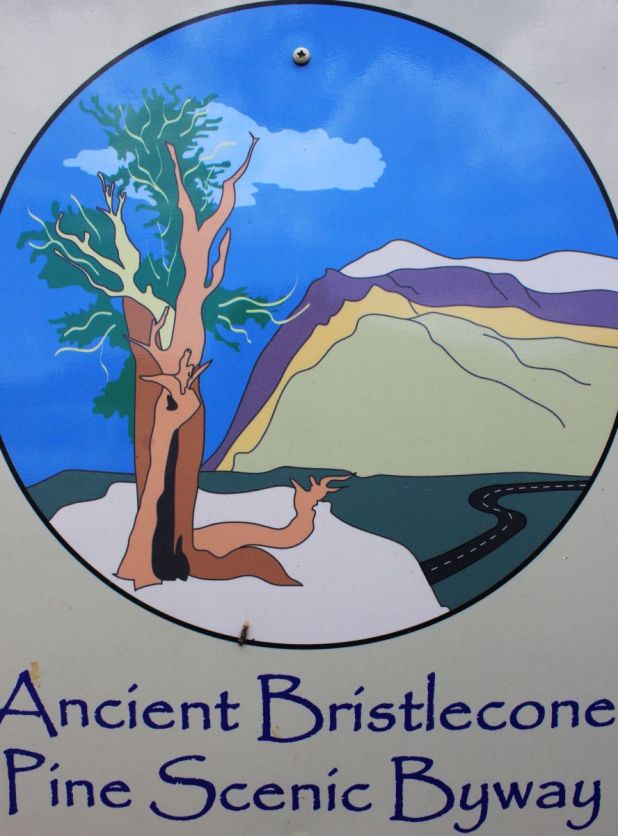 bristleconepines_fratus_road