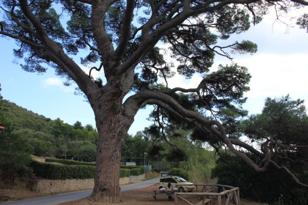 elba_pinomonserrato_fratus_2013_redux