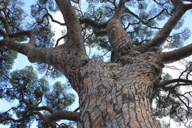 elba_pinomonserrato_fratus_2013_top_redux