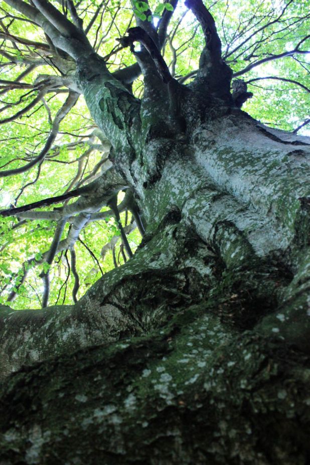 faggio_valsessera_fratus_2013