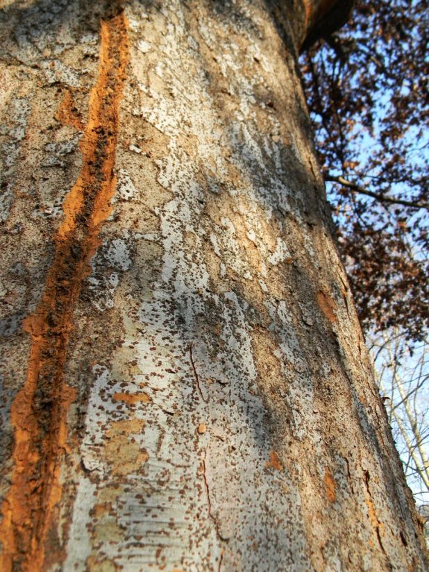 itinerario6_millefonti_zelcova