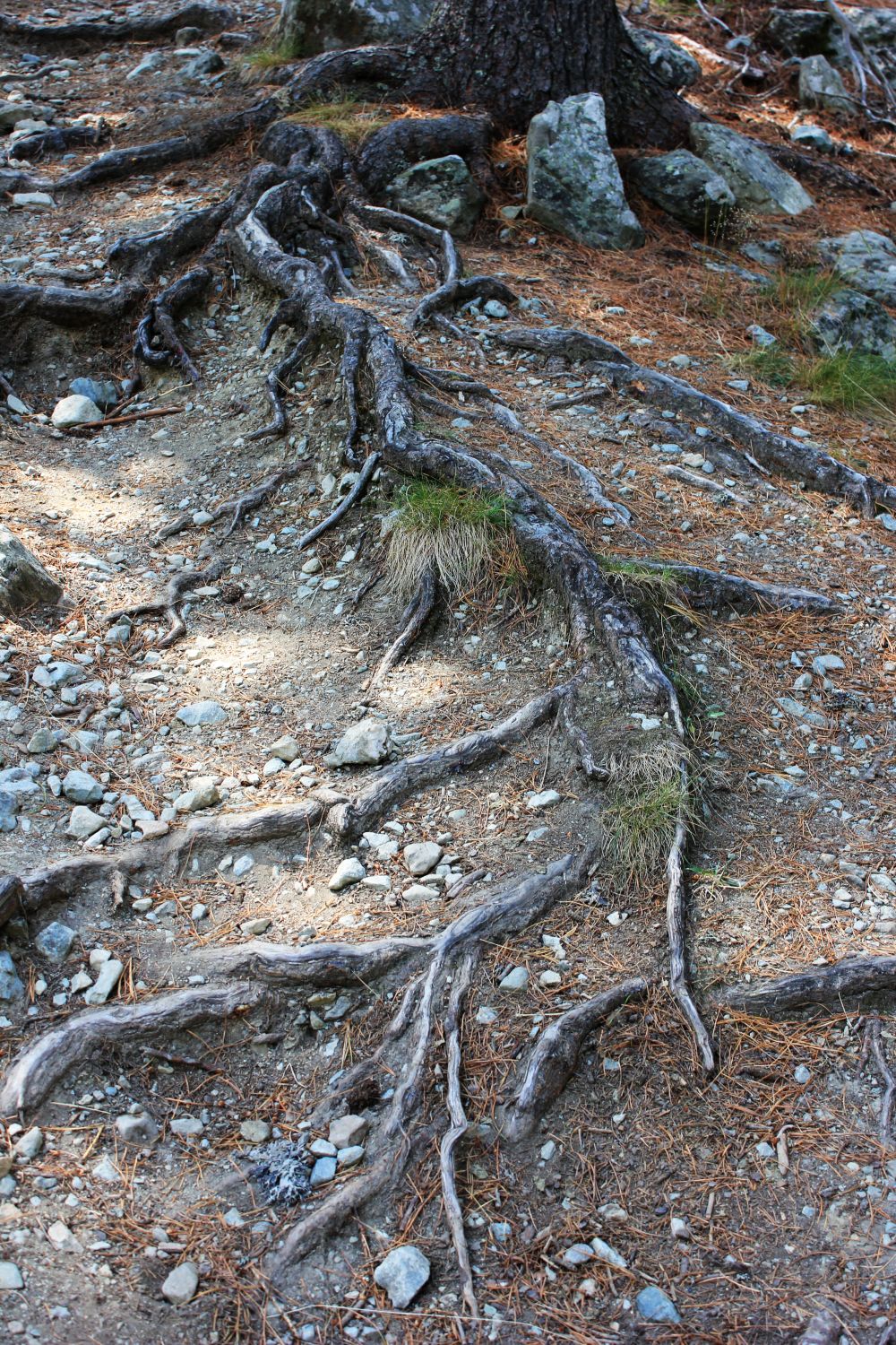 Scrittori e radici: dal sito del Festivaletteratura