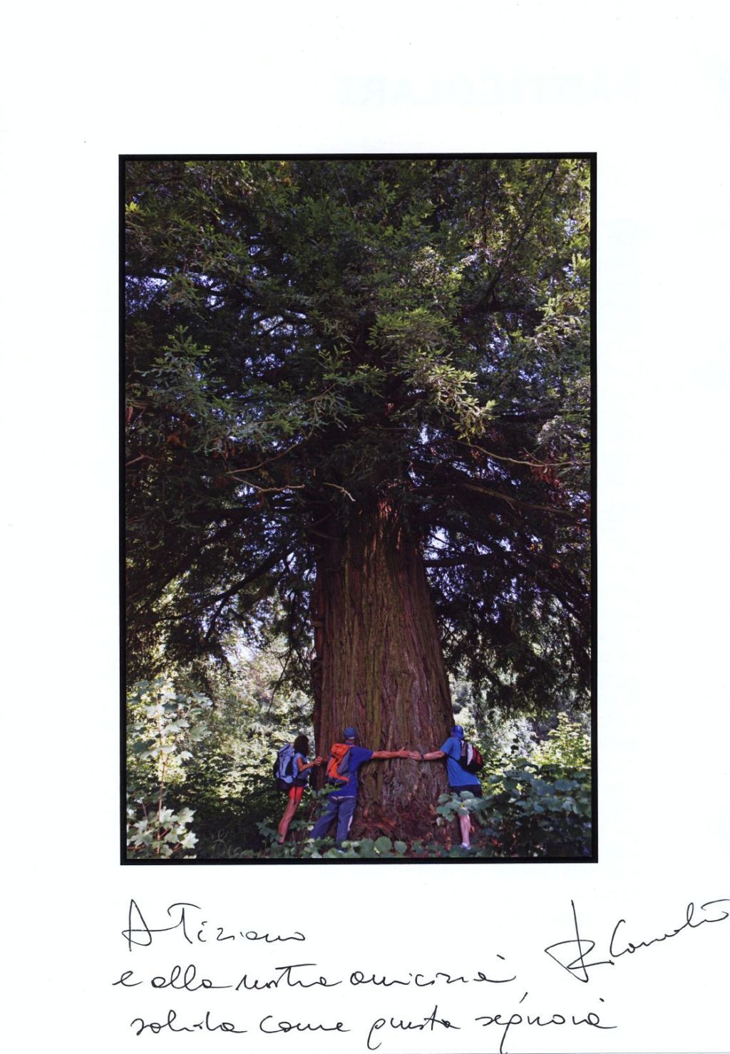 L’abbraccio alla sequoia di Chiavazza con dedica