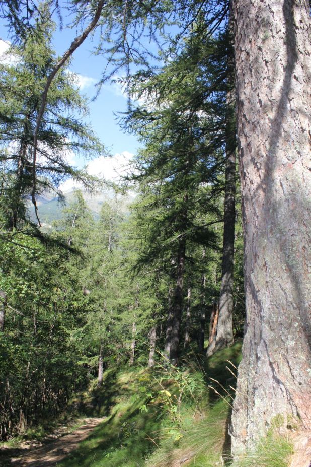 selvadichambons_fratus_2013_b