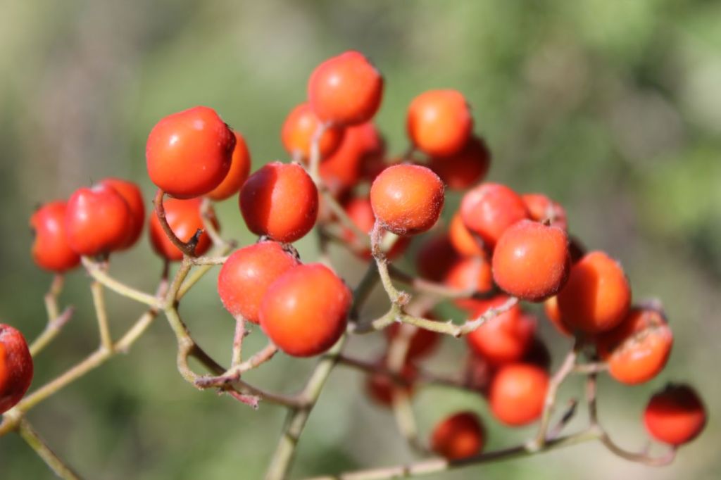 Il sorbo di Gavin Maxwell