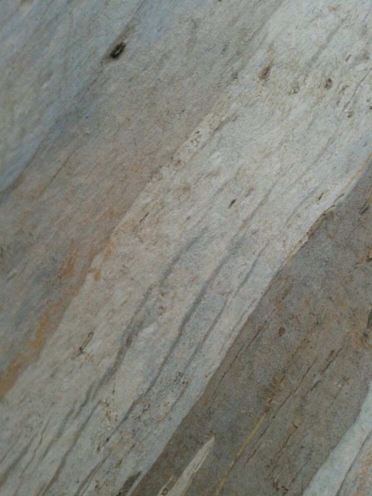 Eucalitto a Portoferraio