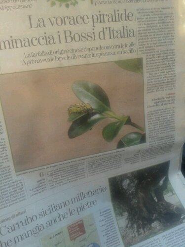 Il carrubo millenario