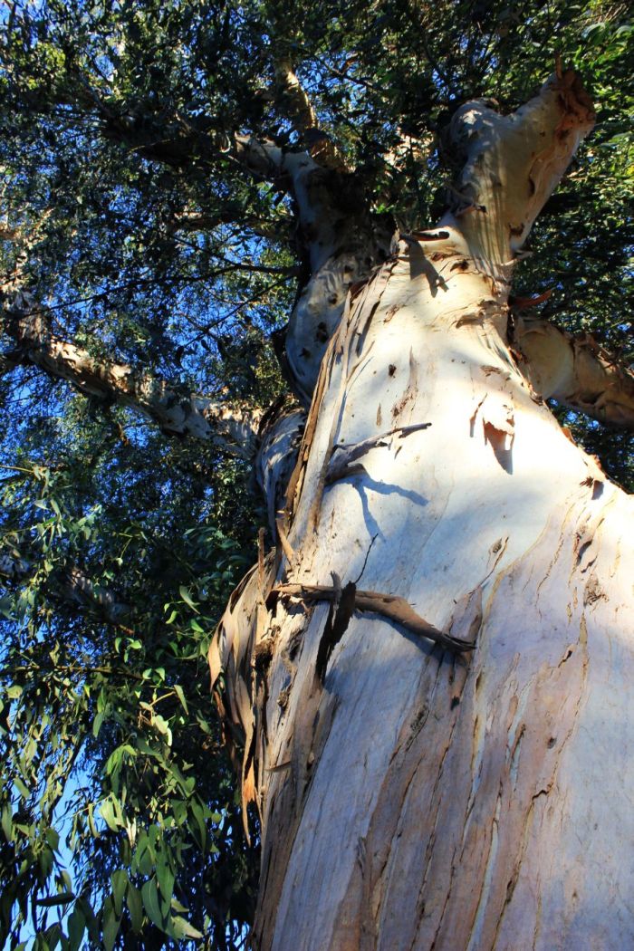 elba_eucalittovillaottone_fratus_2013_redux