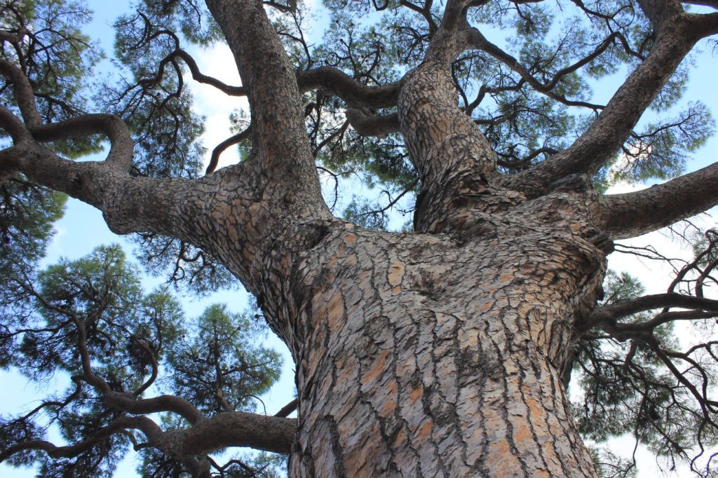 Visita al pino di Monserrato