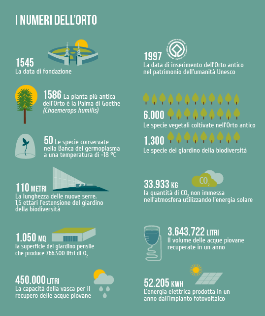 INFOGRAFICA_ORTO2
