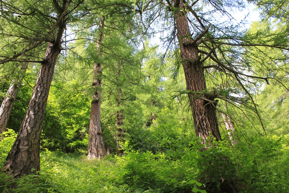 lariceto_fratus_2013