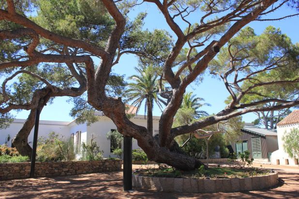 pinodiclelia_fratus_2013_redux