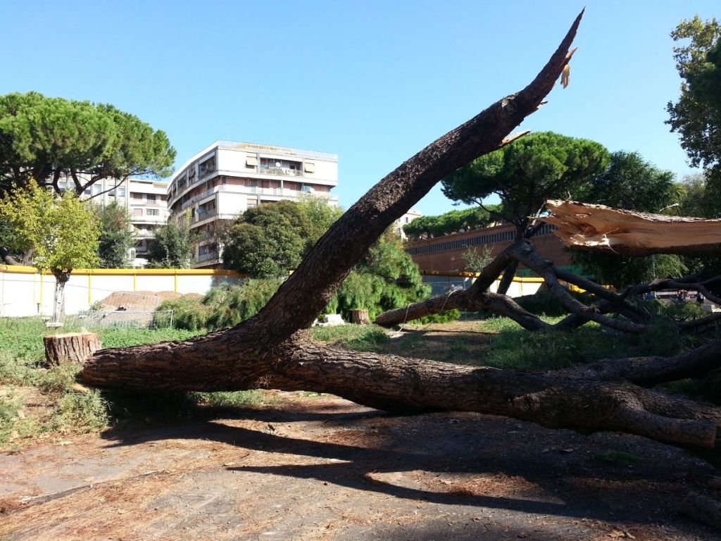 Alberi secolari abbattuti a Roma
