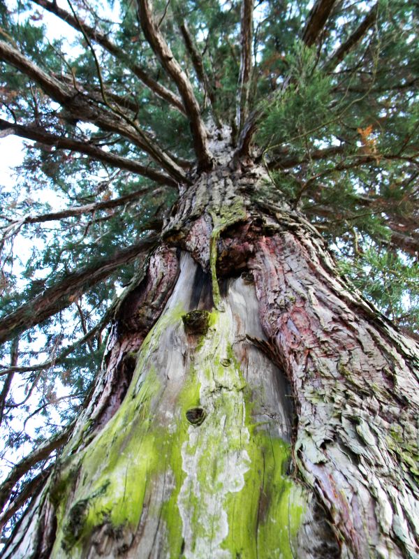 sequoia_longarone_b_redux