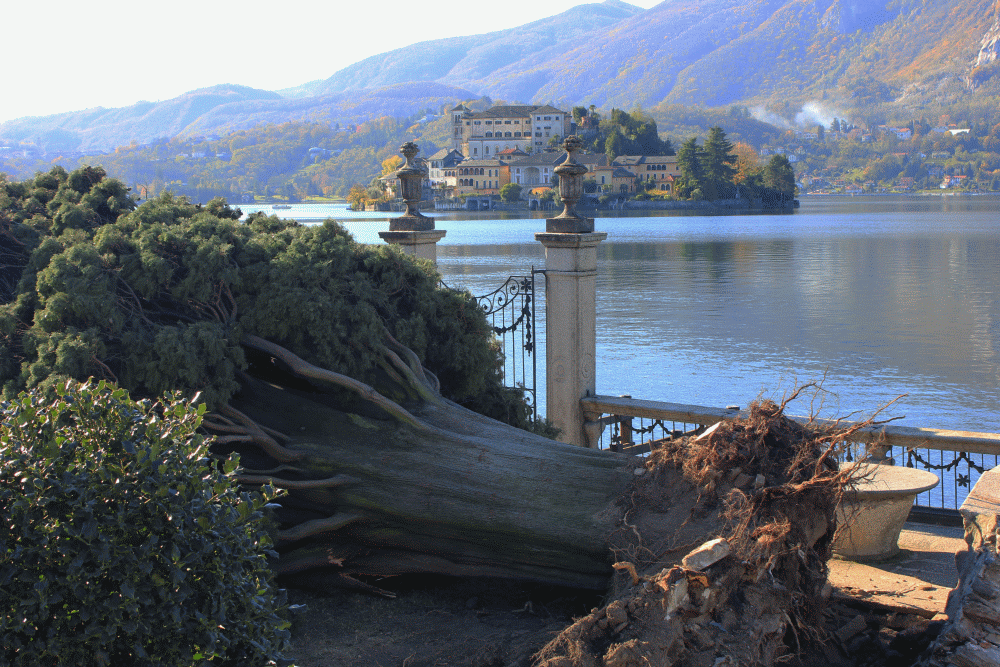 cipressocaduto_ortasangiulio_fratus_2013_a