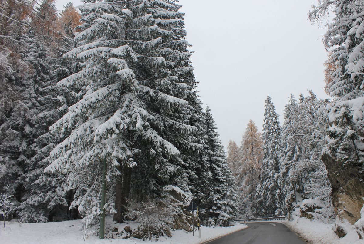 forestadilatemar_fratus_2013_road_redux