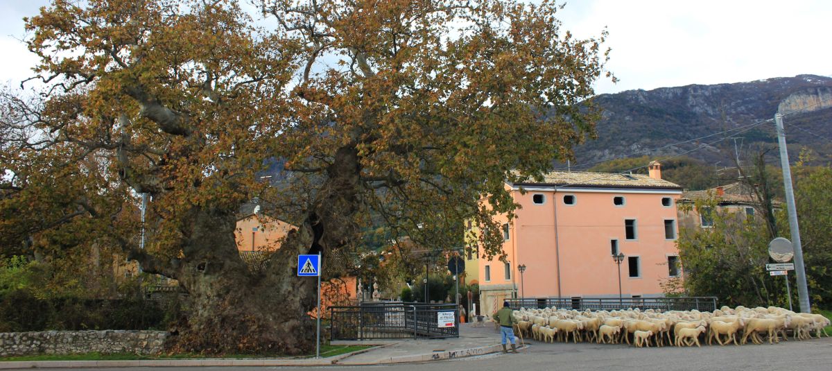 platano_caprinoveronese_fratus_2013_longa_redux