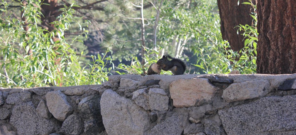 scoiattolo_bigpinecamping_fratus_redux