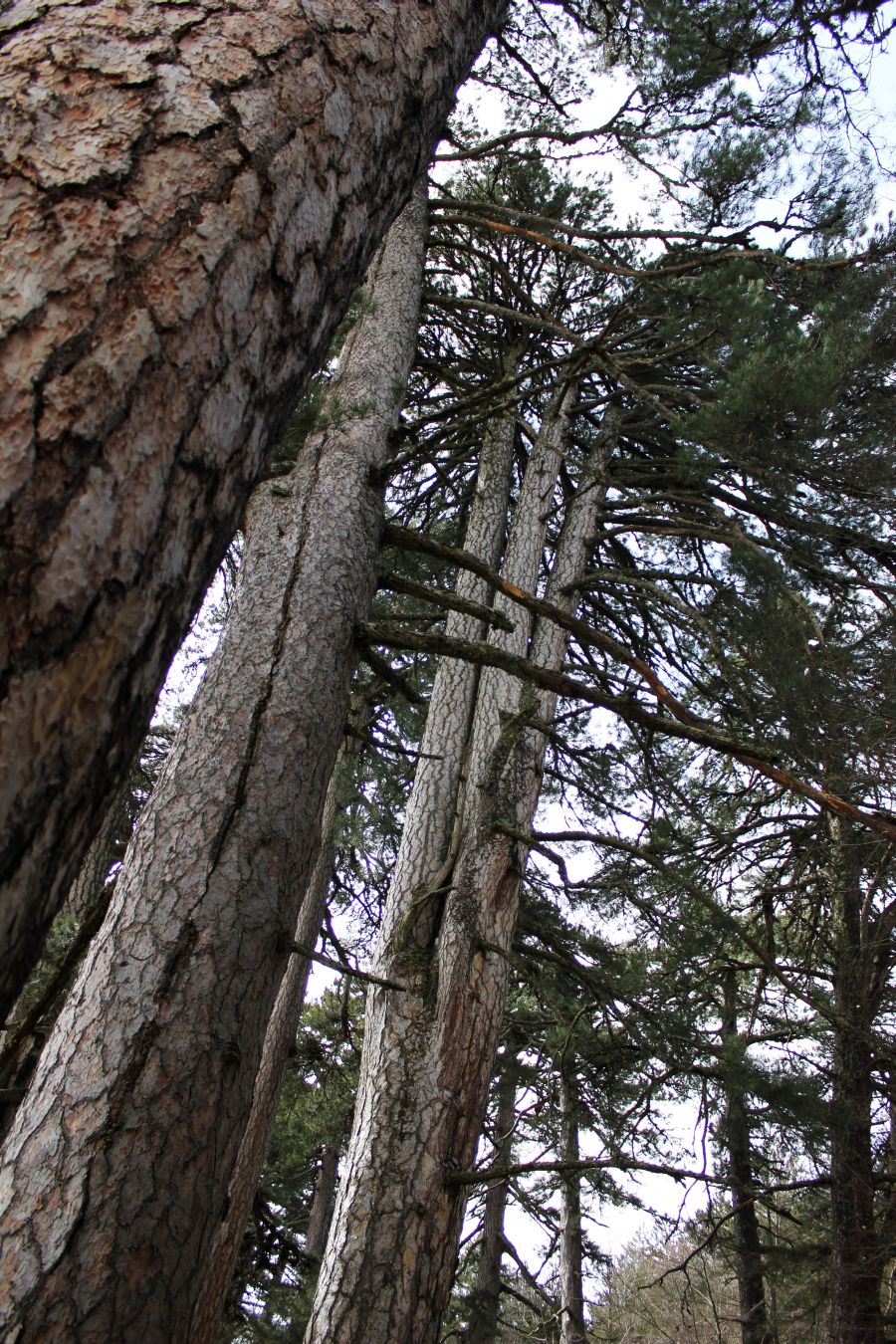 sila_fallistro_fratus_redux