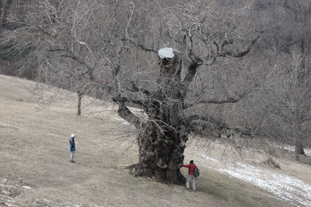 Il castanodonte di Giaglione: un&nbsp;neologismo