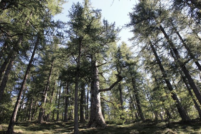 alpi_fratus_chambons_redux