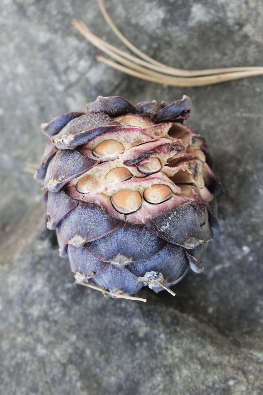 Dei boschi indimenticabili – Trentino Alto&nbsp;Adige