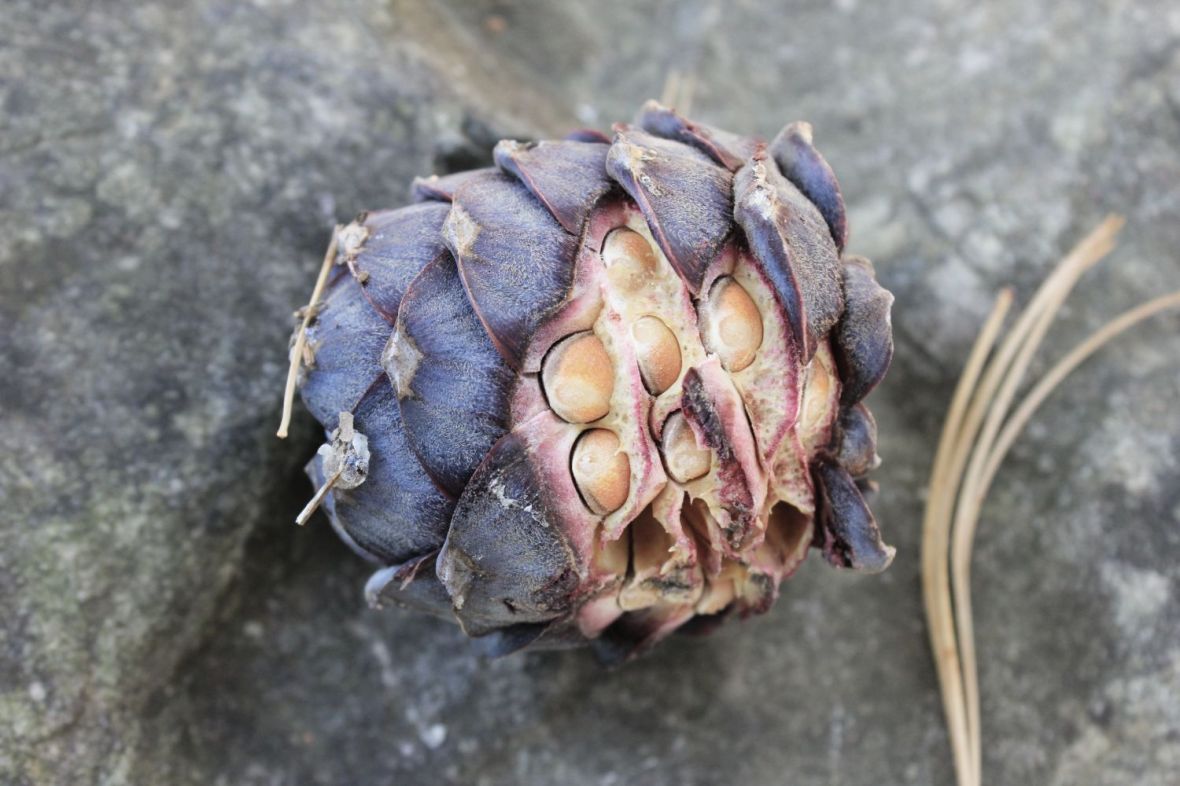 alpi_fratus_conodipinocembro_aleve_redux