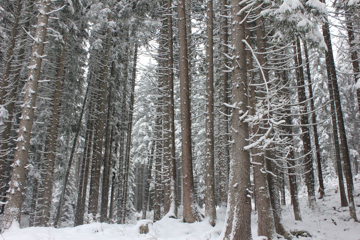 forestadilatemar_fratus_2013_natur_redux