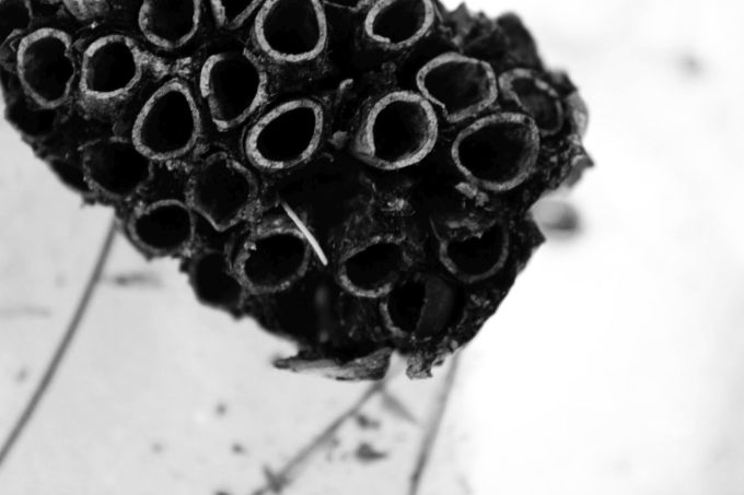 hr_fratus_alpi_pinuscembraosso