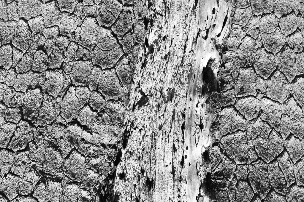 Il pino loricato a °Nova Silva&nbsp;Philosophica°