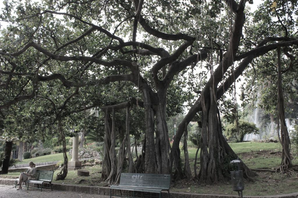 I monumenti della natura – Incontro a&nbsp;Palermo
