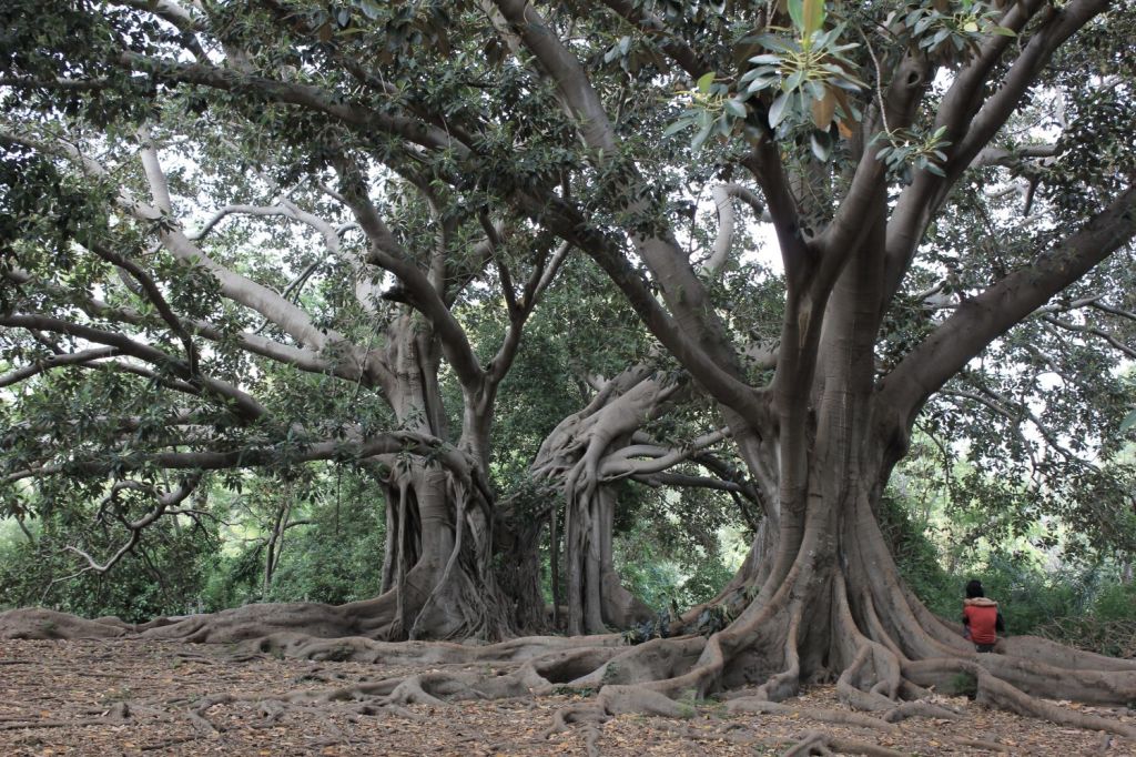 La voce dei grandi alberi di Napoli, Palermo e&nbsp;Cagliari