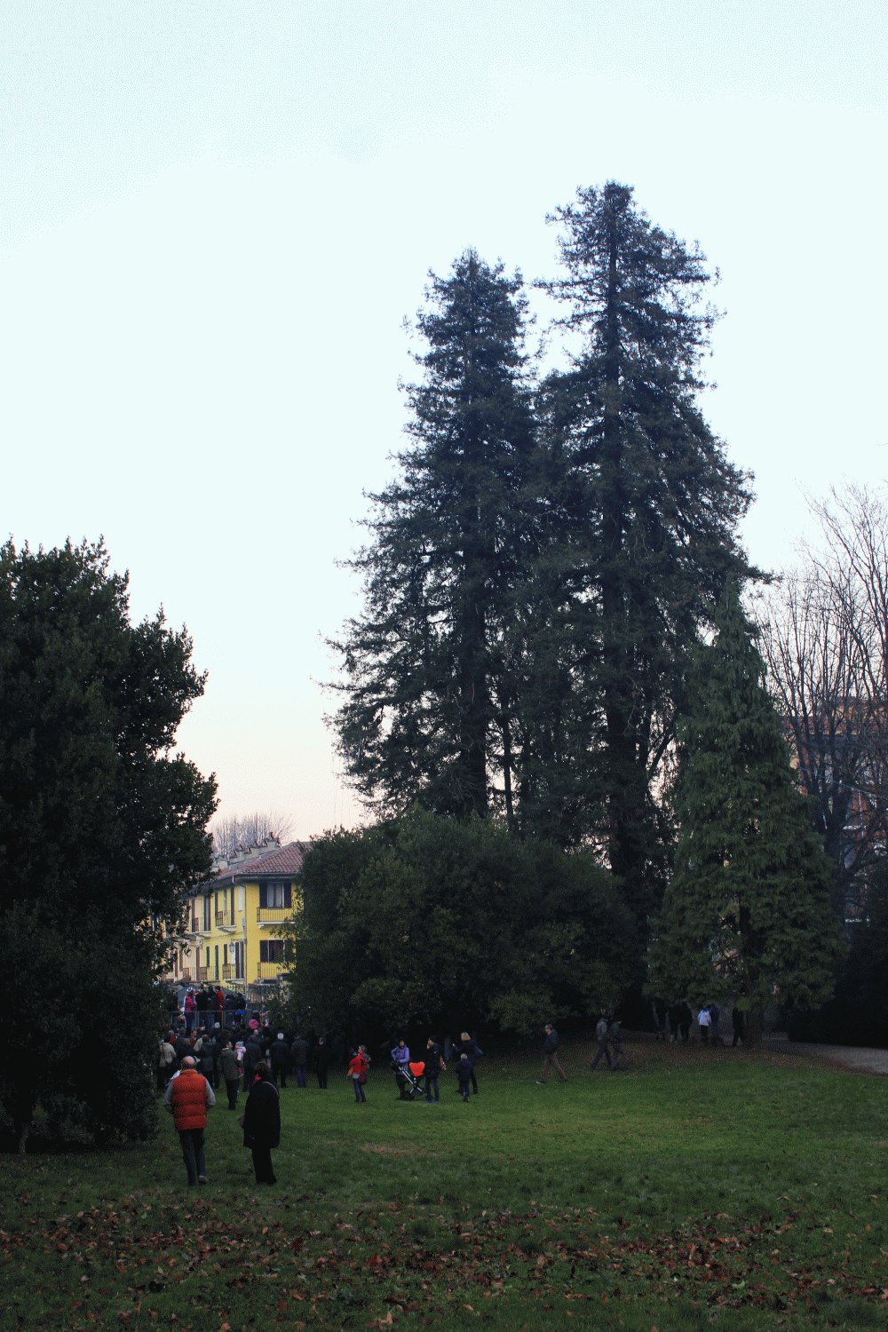 sequoiadinatale_rivara_fratus_2013_d