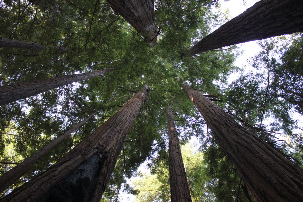 sequoiaforest_fratus_2013