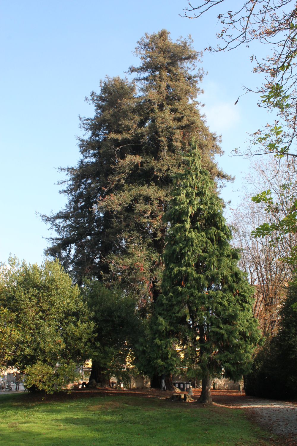 sequoiavillaogliani