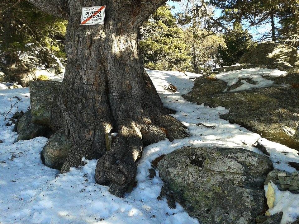 aleve_innevato_fratus_cell_2013_b