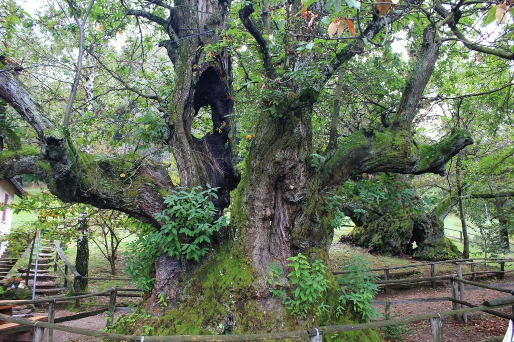 I castagni monumentali dell’Alpe Brusino