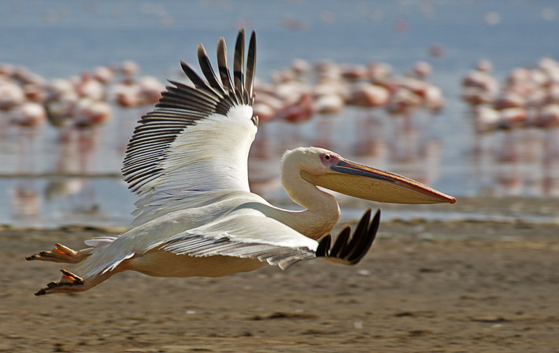 great_white_pelican