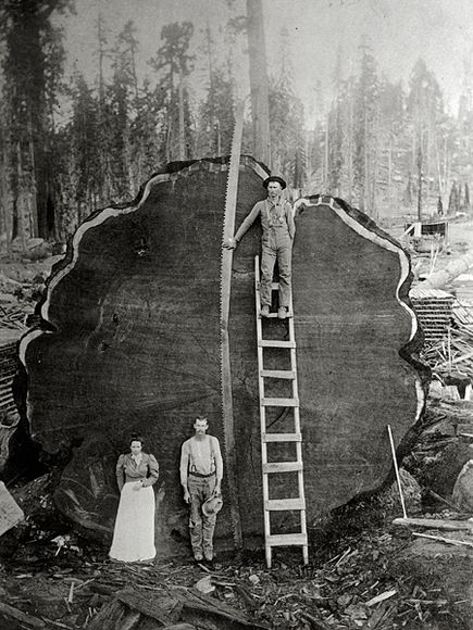 mark-twain-log-kings-canyon-sequoia-national-park_51560_600x450